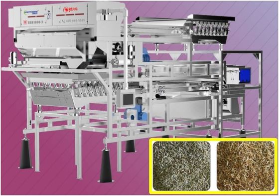 Cumin Spices Color Sorter Belt type 220V 50Hz with SMC Filter